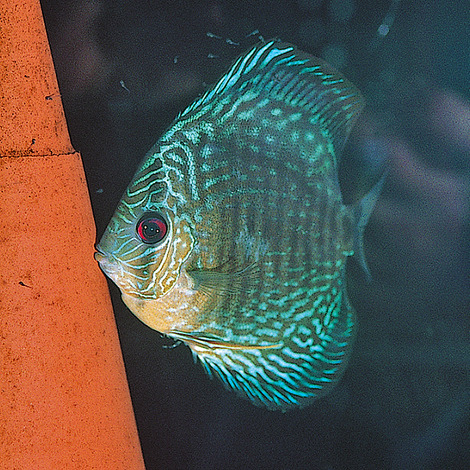 JBL DisCon - Ablaichkegel für Diskus