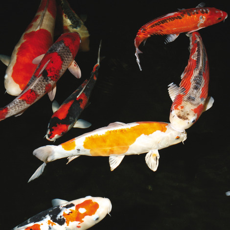 JBL BactoPond 2,5 l - Bakterien zur Selbstreinigung vom Teich